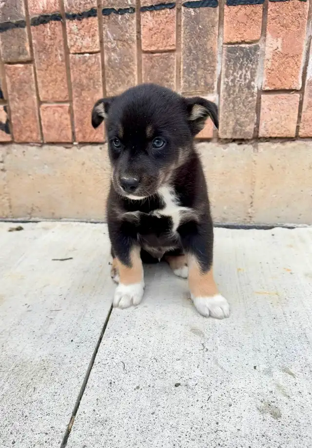 Border Collie x Husky puppies READY TO GO - Photo 5