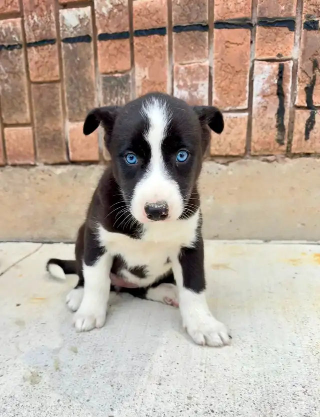 Border Collie x Husky puppies READY TO GO - Photo 6
