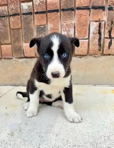 Border Collie x Husky puppies READY TO GO - Photo 6