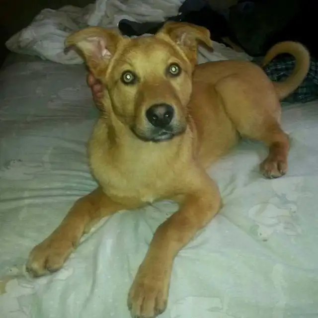 PROFESSIONAL DOG TRAINER/PRIVATE TRAINING/BOARD&TRAIN - Photo 7