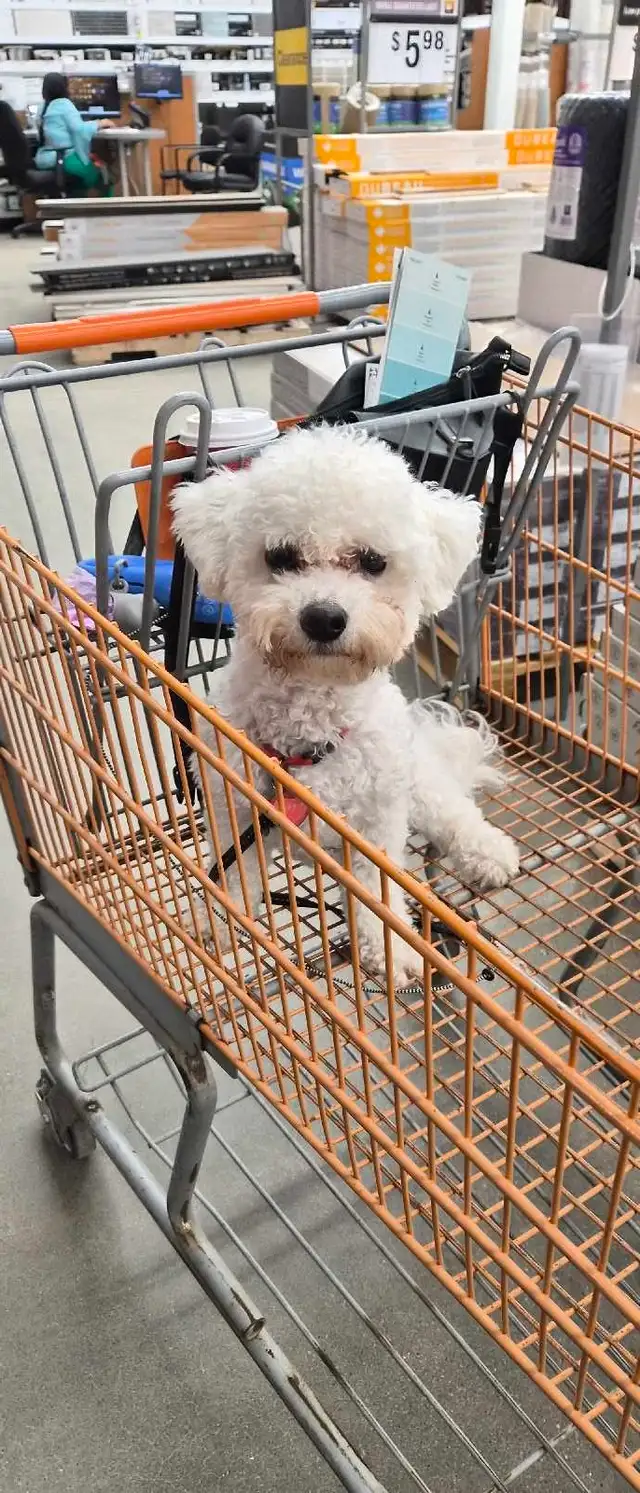 PROFESSIONAL DOG TRAINER/PRIVATE TRAINING/BOARD&TRAIN - Photo 8