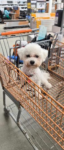 PROFESSIONAL DOG TRAINER/PRIVATE TRAINING/BOARD&TRAIN - Photo 8