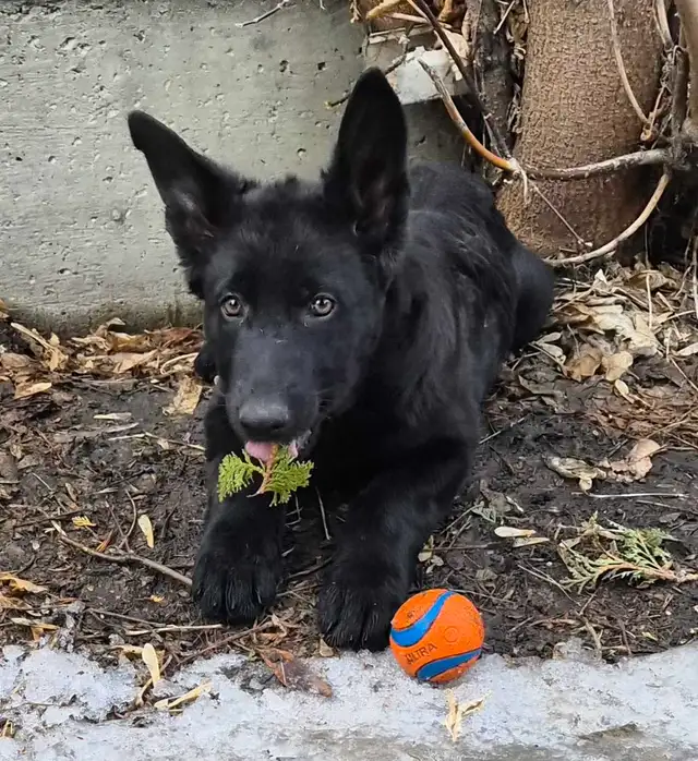 PROFESSIONAL DOG TRAINER/PRIVATE TRAINING/BOARD&TRAIN - Photo 10