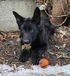 PROFESSIONAL DOG TRAINER/PRIVATE TRAINING/BOARD&TRAIN - Photo 10