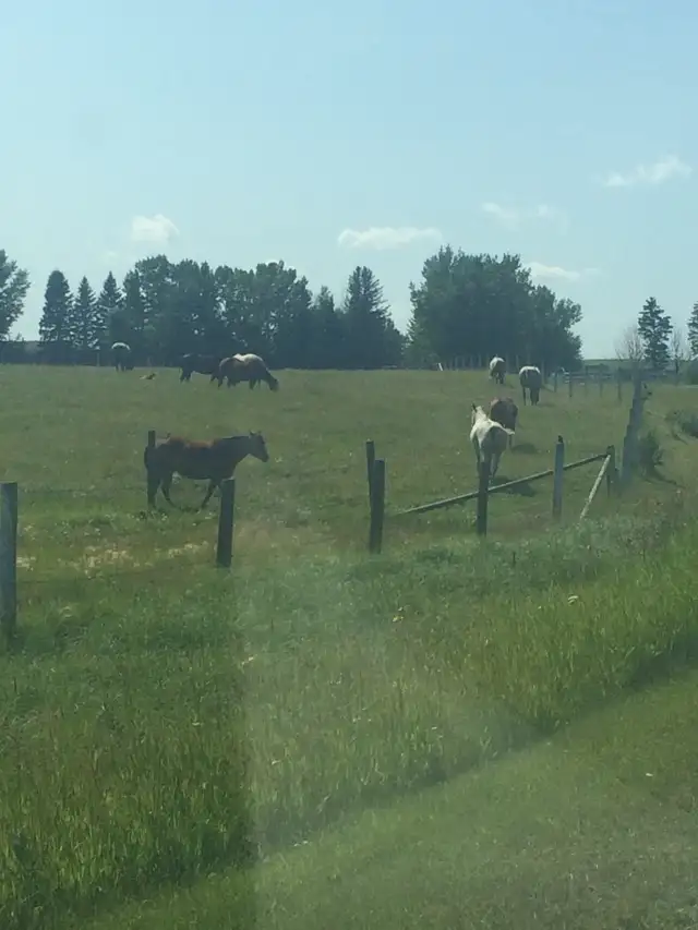 horse Boarding Room for 1-2 West Side of Calgary