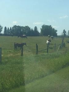 horse Boarding Room for 1-2 West Side of Calgary