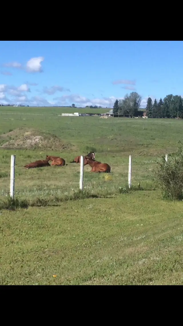 horse Boarding Room for 1-2 West Side of Calgary - Photo 2