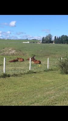 horse Boarding Room for 1-2 West Side of Calgary - Photo 2