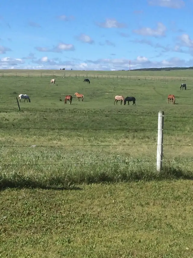 horse Boarding Room for 1-2 West Side of Calgary - Photo 3