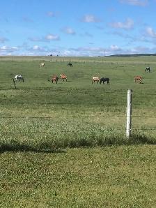 horse Boarding Room for 1-2 West Side of Calgary - Photo 3