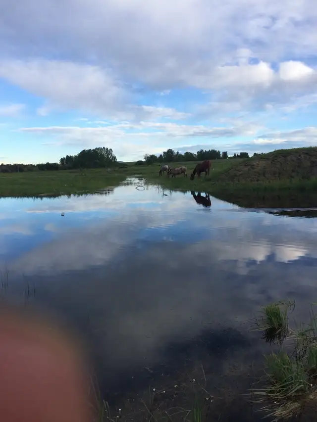 horse Boarding Room for 1-2 West Side of Calgary - Photo 4