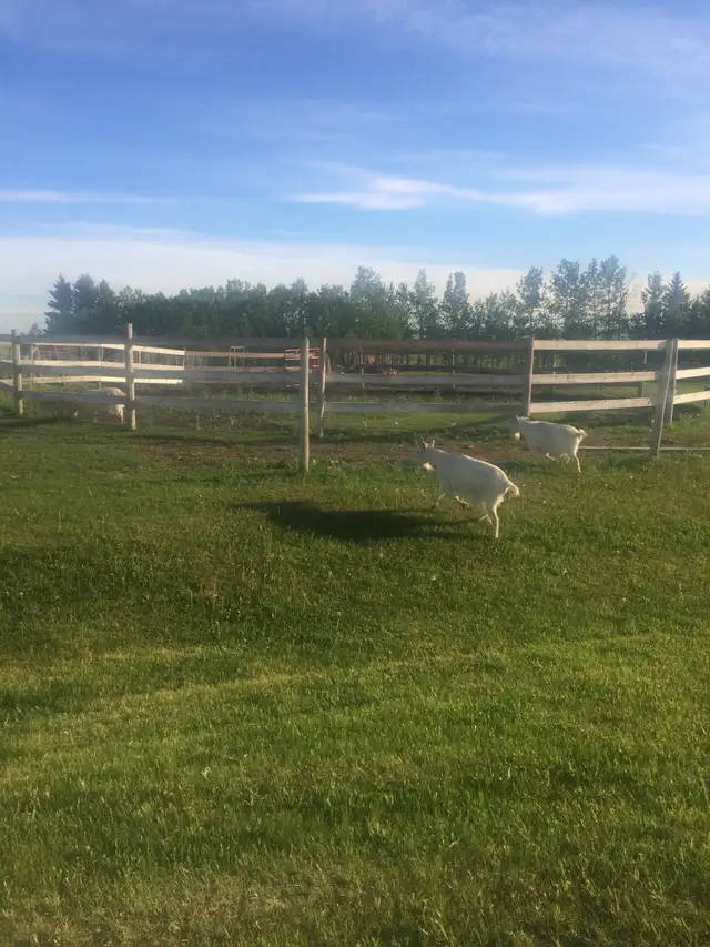 horse Boarding Room for 1-2 West Side of Calgary - Photo 5