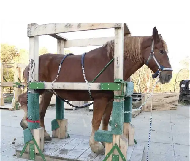 ISO Horse Shoeing Stock