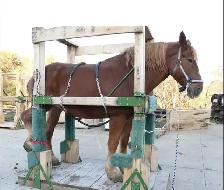 ISO Horse Shoeing Stock