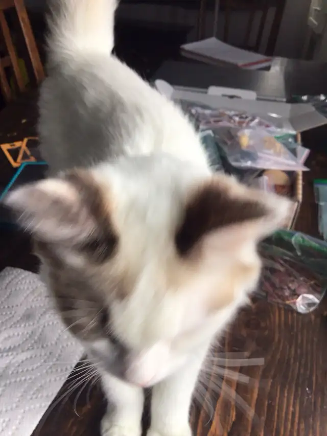 Miniature Homes - Photo 5