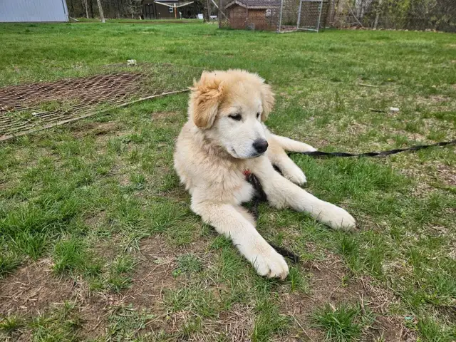 Pup for sale - Photo 2