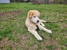 Pup for sale - Photo 2