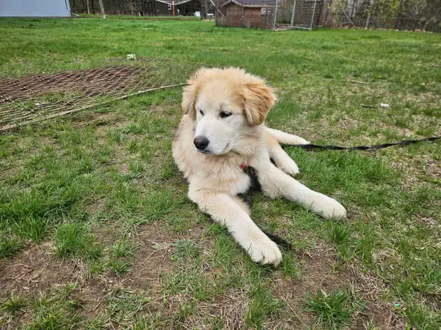 Pup for sale - Photo 3