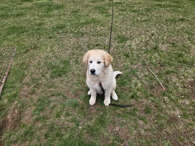 Pup for sale - Photo 4