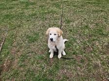 Pup for sale - Photo 4