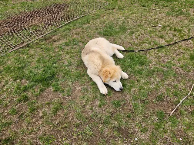 Pup for sale - Photo 5