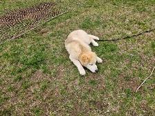 Pup for sale - Photo 5