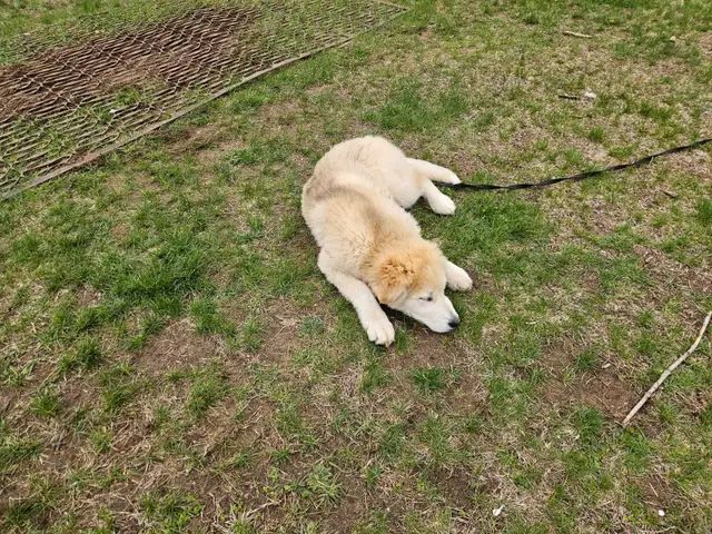 Pup for sale - Photo 6