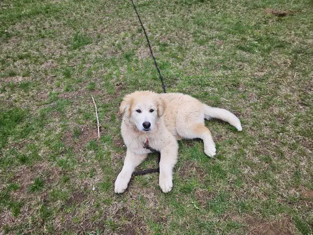 Pup for sale - Photo 7