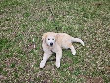 Pup for sale - Photo 7