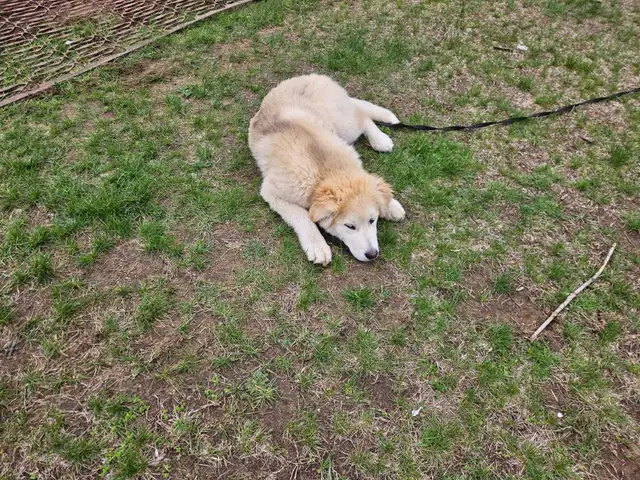 Pup for sale - Photo 8