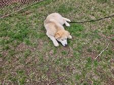 Pup for sale - Photo 8