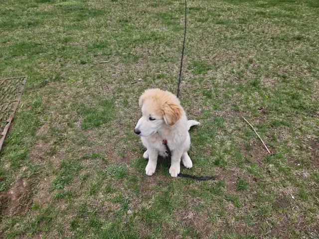 Pup for sale - Photo 9