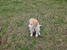 Pup for sale - Photo 9
