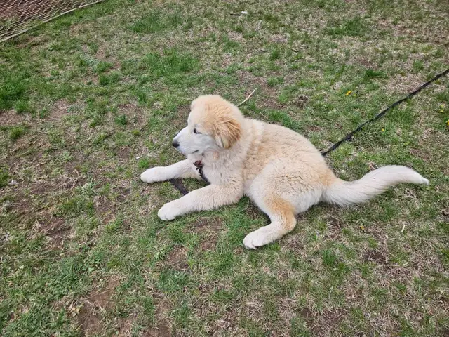 Pup for sale - Photo 10