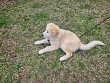 Pup for sale - Photo 10