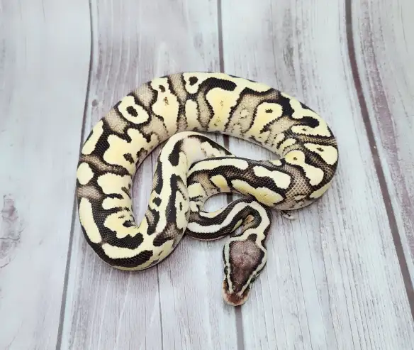 python royal enchi fire pastel - Photo 2