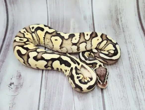 python royal enchi fire pastel - Photo 3