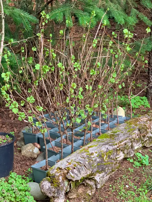 RED LAKE Currants     Only 30 LEFT!