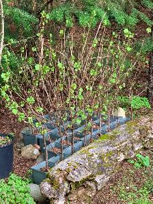 RED LAKE Currants     Only 30 LEFT!