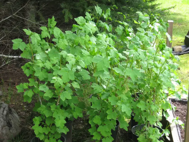 RED LAKE Currants     Only 30 LEFT! - Photo 2