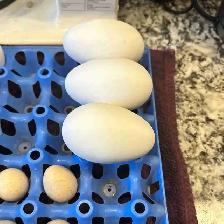 goose eggs $5/egg