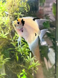 large 2 year old angel fish