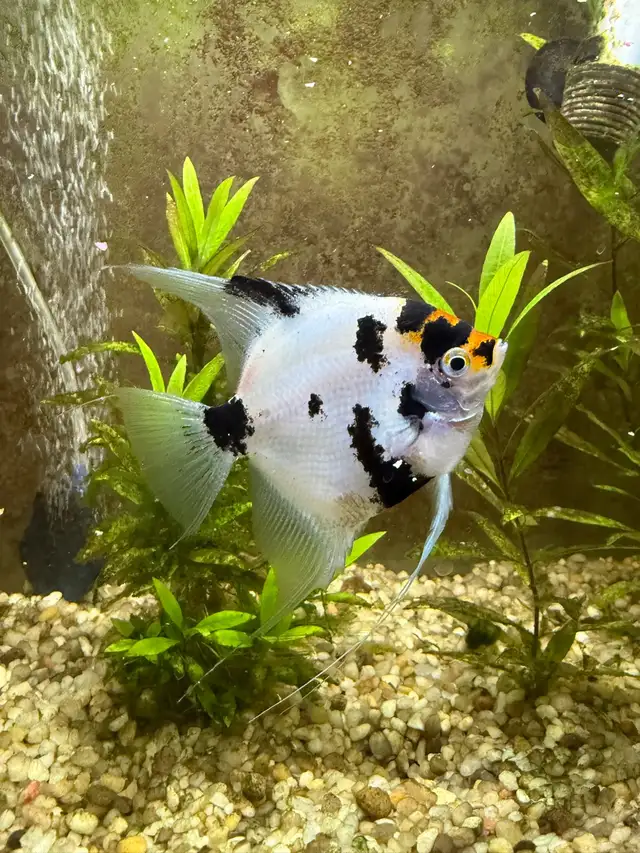 large 2 year old angel fish - Photo 2