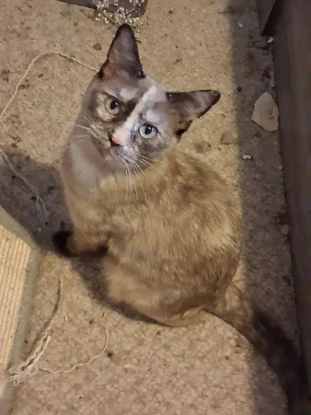 Affection female Bengals  mix for rehoming