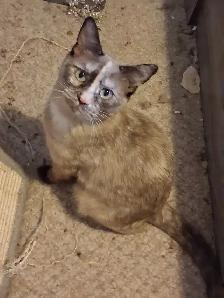 Affection female Bengals  mix for rehoming