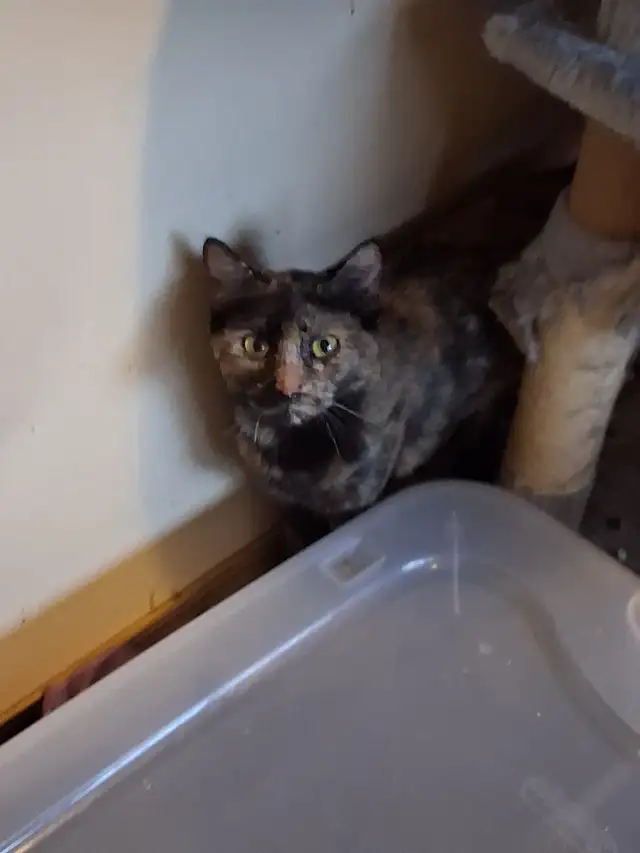 Affection female Bengals  mix for rehoming - Photo 2