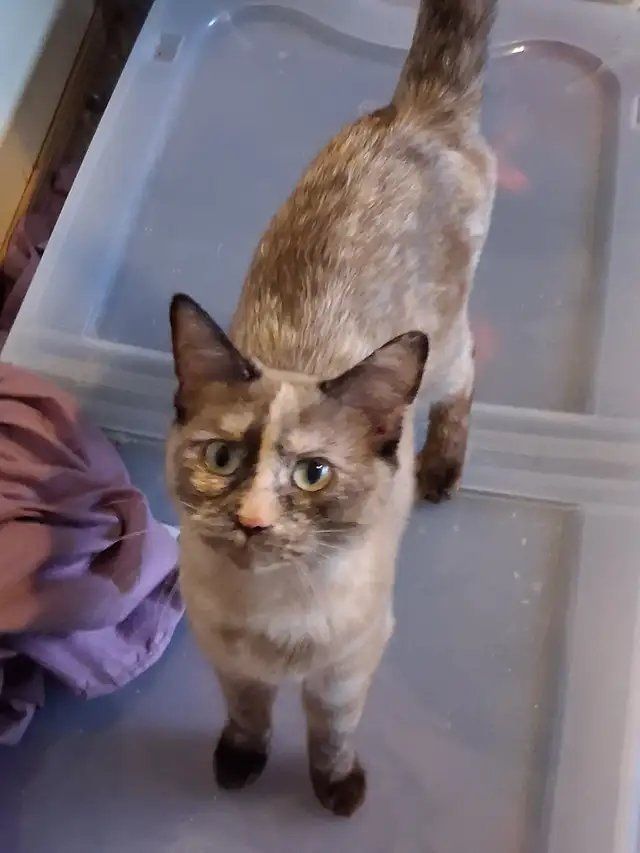 Affection female Bengals  mix for rehoming - Photo 3