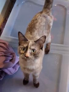 Affection female Bengals  mix for rehoming - Photo 3