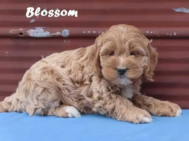 Cockapoo puppies.