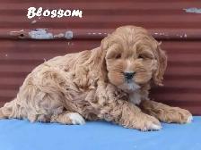 Cockapoo puppies.